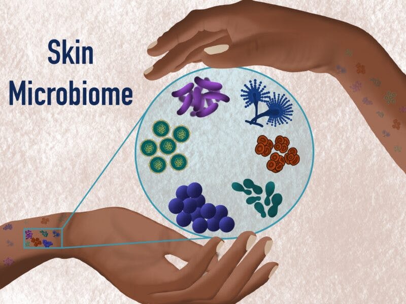 How To Nurture Your Skin Microbiome